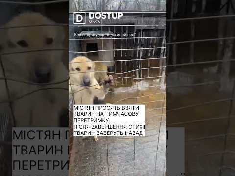 Затопило території притулків для тварин “Бім” та “Щасливий пес” у Кропивницькому