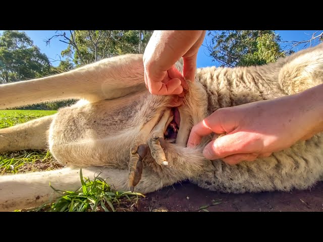 Video Pronunciation of Kangaroo in English