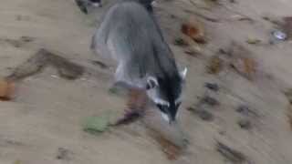 preview picture of video 'Raccoons at Cahuita National Park'