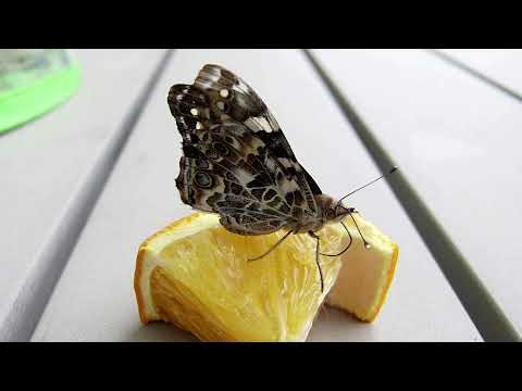 Forsche mit uns! Schmetterlinge züchten