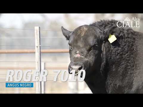 CIALE Alta 💥 𝑻𝑶𝑹𝑶 𝙍𝙊𝙂𝙀𝙍 7010 💥 Angus Negro