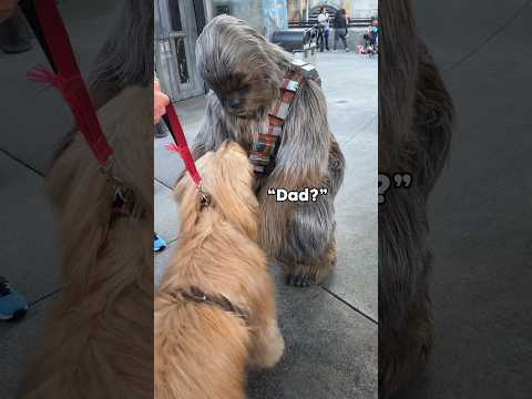 Chewbacca meets his long lost son! #goldendoodle #starwars #disneyland #chewbacca
