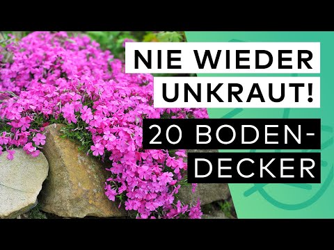 20 Bodendecker gegen Unkraut 🌺 🤩 Standort ✓ Blütezeit ✓ Pflege ✓ Herkunft ✓ Beetnachbarn ✓