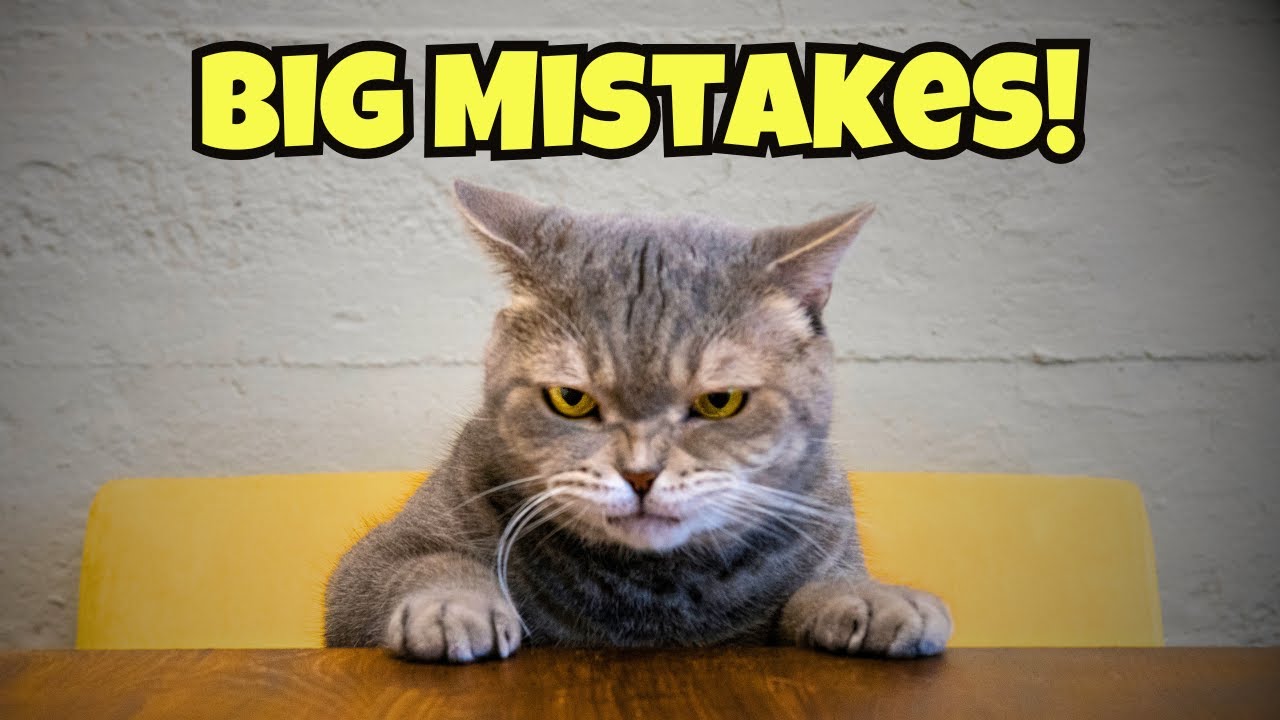 11 Common Mistakes to Avoid as an Indoor Cat Owner