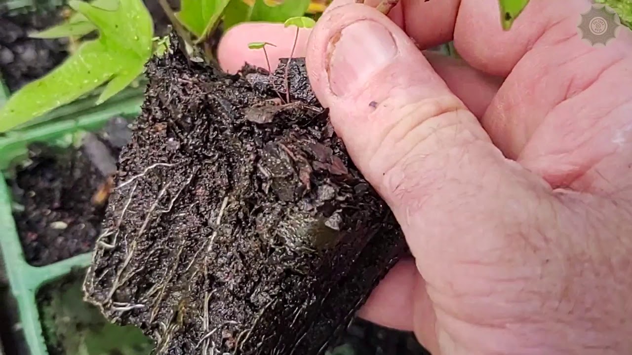 Produção de MUDAS de Batata-Doce (Mini Aula)