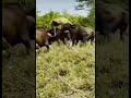 شاهد مافعله الجاموس بالاسد see what the wild buffalo did to the lion mandanın aslana yaptığın bakın