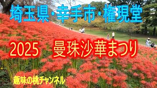 [Saitama Prefecture, Satte City, Gongendo] 2025 Manjushage Festival 25/9/30
