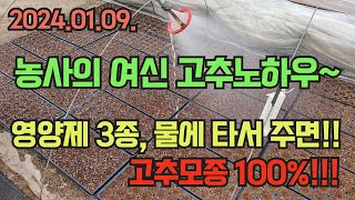 영양제 3종 물에 타서 주세요!! 고추모종 잘 기르는 방법!!! 1나무 1근 수확하는 고추파종!! 고추 농사…