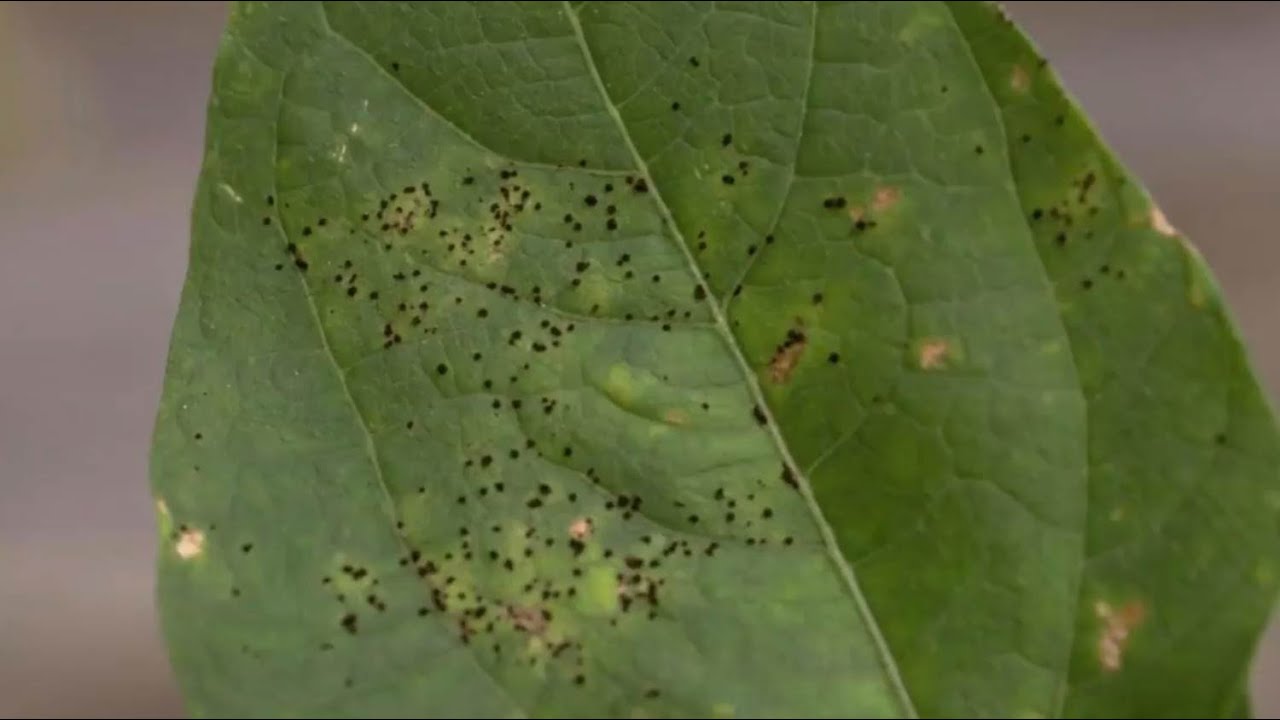 Conheça as principais pragas e doenças que atacam o feijoeiro