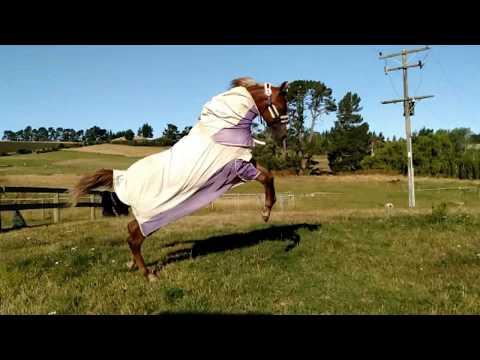 Yearling Arabian Horse Does A Pirouette!! (The Herminator In Action!)