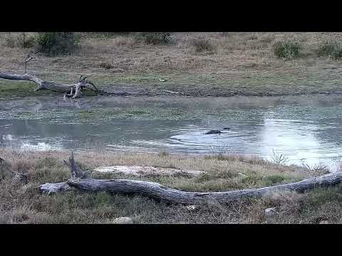 Djuma: Hippo getting active and yawning too - 17:32 - 08/03/2022