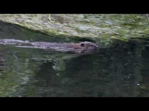 European Beaver in Canterbury, Kent