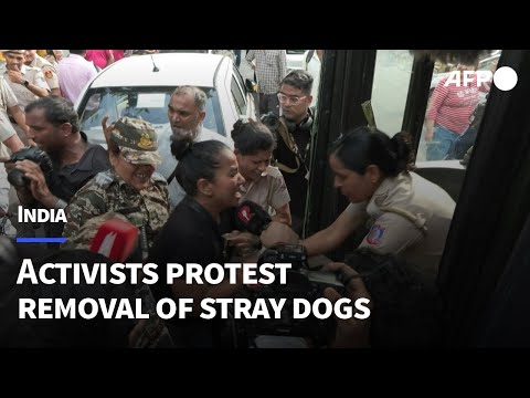 Video Thumbnail: Indian activists protest order to remove Delhi's stray dogs | AFP
