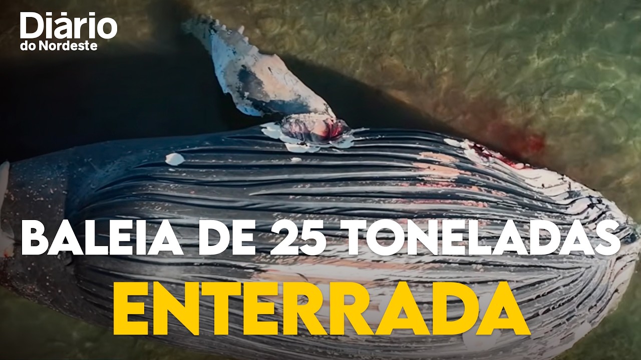 Imagem da notícia Baleia-jubarte é enterrada após operação com maquinário pesado em Icapuí
