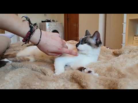 Kalisha Profil Video