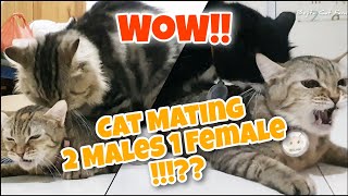 Download lagu Proses Kucing Kawin 2 Pejantan 1 Betina (Cats Mating Process 2 Males 1 Female) mp3