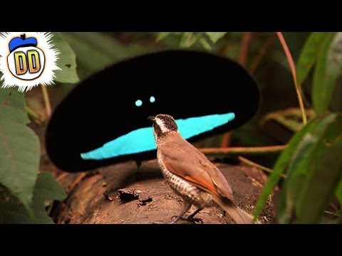 15 Bizarre Animals That Actually Exist | Alex Infohub