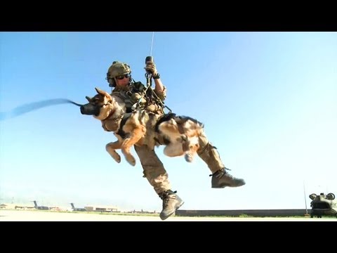 Pararescueman Picking up Military Working Dogs