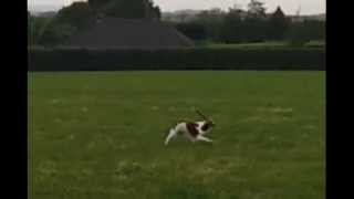 preview picture of video 'Duggy the Brittany Dog - Helps with Falconry Kite'