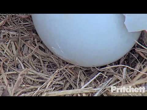 SWFL Nest - Pip On Egg #2 Happens On Camera - 1/5/23
