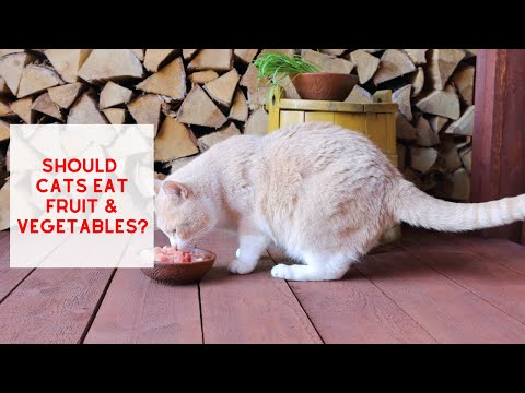 Should Cats Eat FRUIT & VEGETABLES?