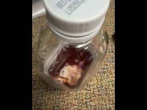 Mold growth in the container of a 2 quart juicy juice apple raspberry container! - Image 3