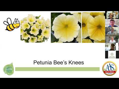 AAS Gold Medal Winner Petunia Bee's Knees thumbnail