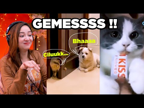 kumpulan-hewan-peliharaan-lucu-bikin-gemes-meireaction