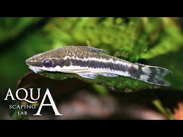 Aquascaping Lab - Otocinclus Catfish Dwarf suckers description/pesce mangiatore di alghe descrizione