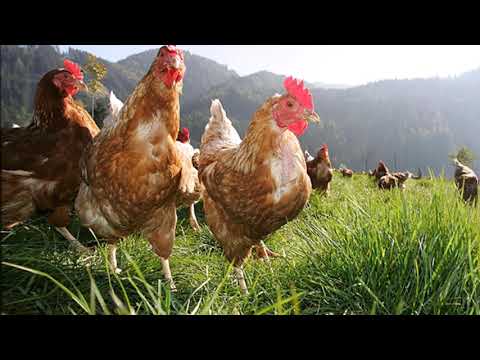 Sonido del campo y ambiente de granja HD envolvente - muy relajante (Farm ambient sounds )