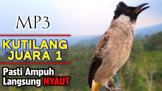 Download lagu Suara Burung Kutilang Gacor Garuda TOP Untuk Masteran Dan Pikat Langsung Nyaut mp3