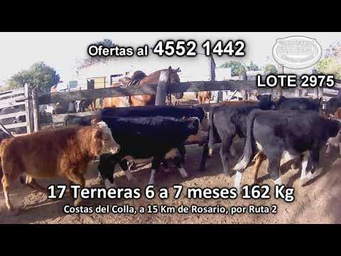 Lote 17 Terneras 12 AA/ HE - 2 HE- 2 HE/ RA - 1 HE/ NO 162 Kgkg -  en Costas del Colla, a 15 Km de Rosario, por Ruta 2