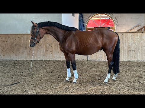 Ernesto *2020 Erdinger x Balous Bellini - Rohdiamant