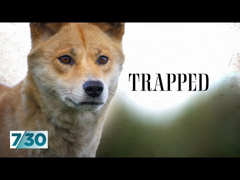 Secret videos show animals being trapped and killed. Are they wild dogs or dingoes? | 7.30