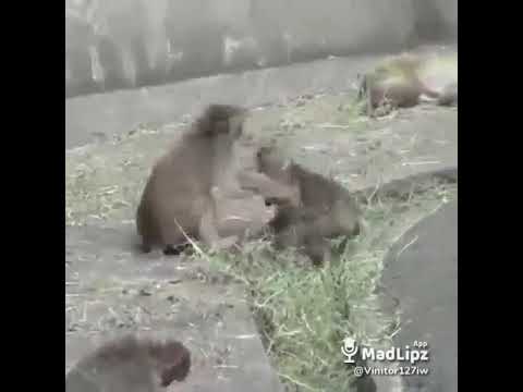 TENTE NAO RIR , CADE MINHA MACONHA