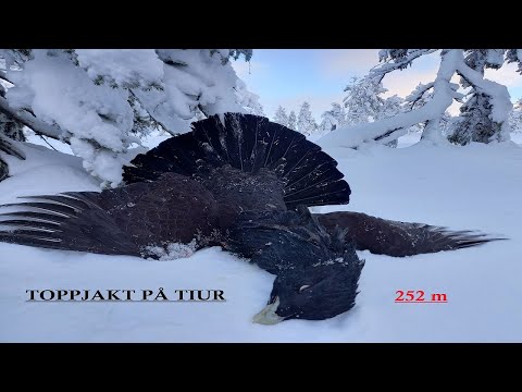 Toppjakt 2021 (Tree Hunting Capercaillie)