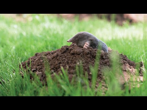 , title : 'Kako se riješiti krtice na prirodan način?'