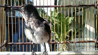 Download lagu KACER TROTOL MANTAP JIWA part 3 mp3