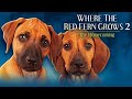 Where The Red Fern Grows Part Two 1992 Full Family Drama Movie Fambrand Classic