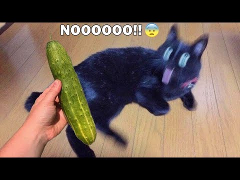 Cats vs Cucumbers Try Not To Laugh | Cats Scared of Cucumber Compilation