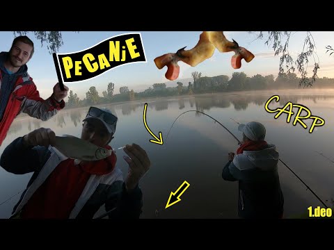 Pecanje ŠARANA - KAMPOVANJE - 1.deo (DULE MENADZER - PECANJE U POKUŠAJU) *upecao KRUPATICU*