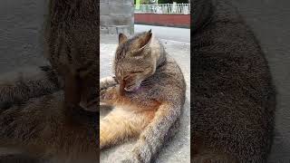 今日も猫は地面でゴロンゴロン何度も寝返りする。 #猫 #shorts