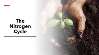 007: The Nitrogen Cycle
