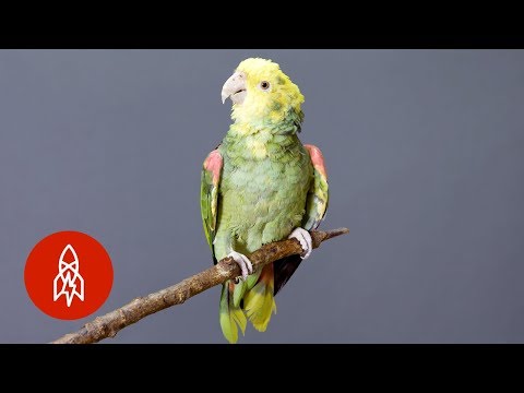 This Brightly-Colored Parrot is On the Brink of Extinction