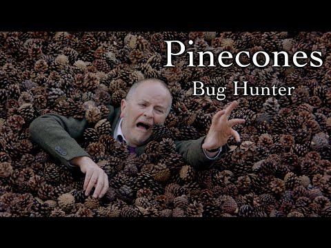 Pinecones (Official Music Video)