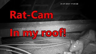Rats invaded my roof! (Part 1)
