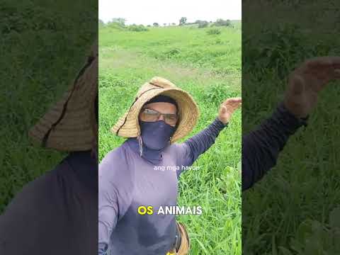 Coisa linda #igaracy #Paraíba #fazenda