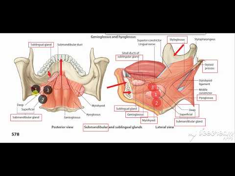 Submandibular salivary gland surfaces parts