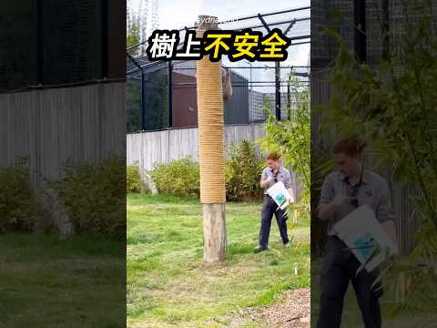 不常不代表不會🐅