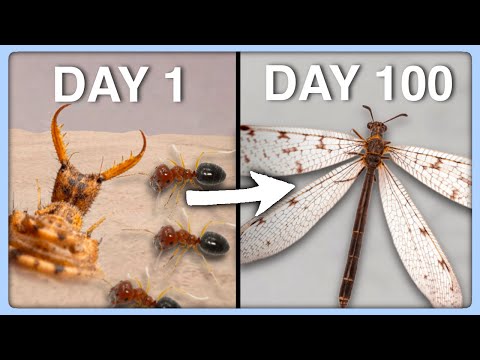 100 day progress of an AGGRESSIVE antlion! (Antlion lifecycle)